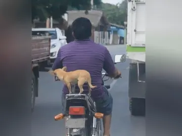 imagen_perro_distorsion.jpg imagen_perro_distorsion.jpg
