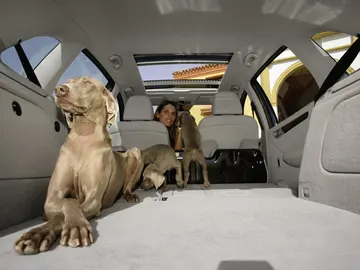 perros-coche_hd_42639.jpg perros-coche_hd_42639.jpg