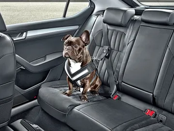 viajar-mascota-coche-2016-00.jpg viajar-mascota-coche-2016-00.jpg