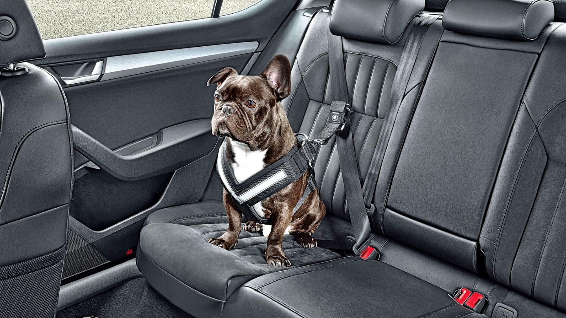viajar-mascota-coche-2016-00.jpg