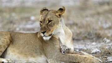Una leona cuida de una cría de antílope