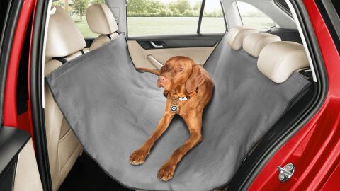 viajar-mascota-coche-2016-01