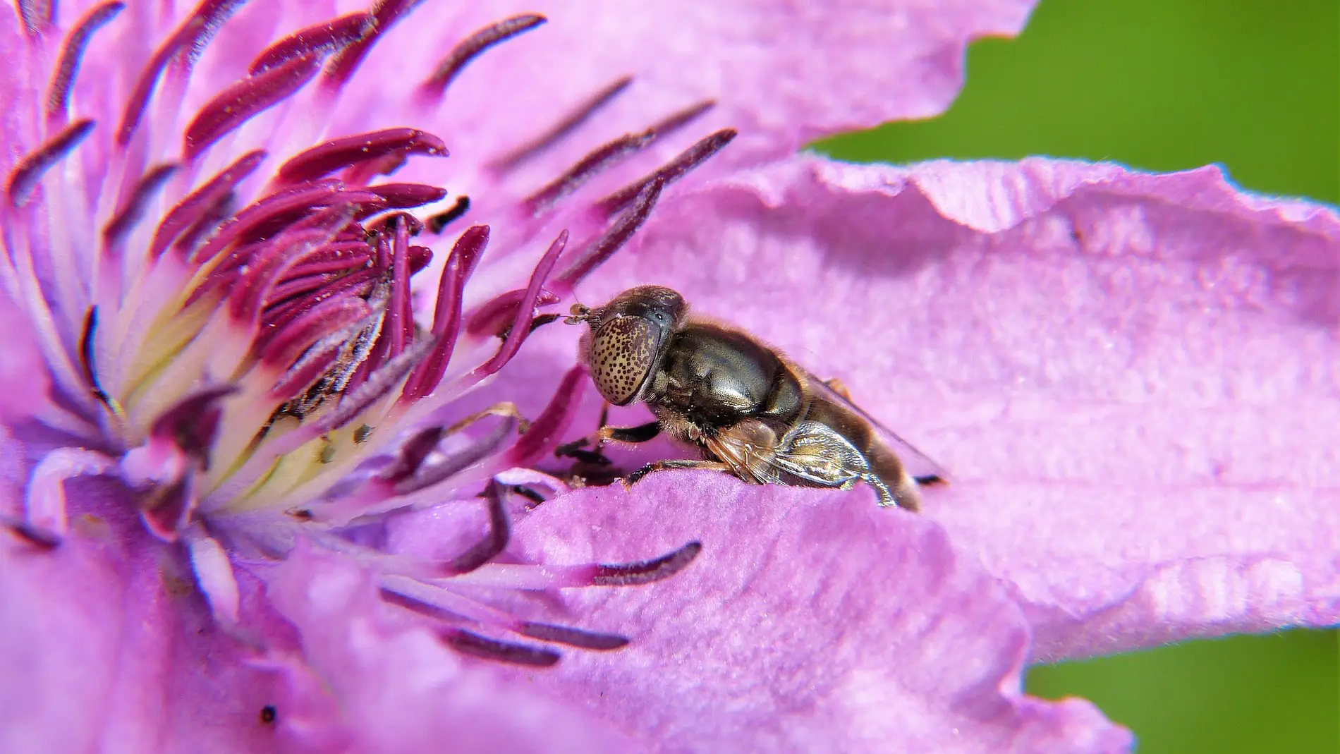 Un sistema para detectar pesticidas en el polen puede ayudar a las abejas