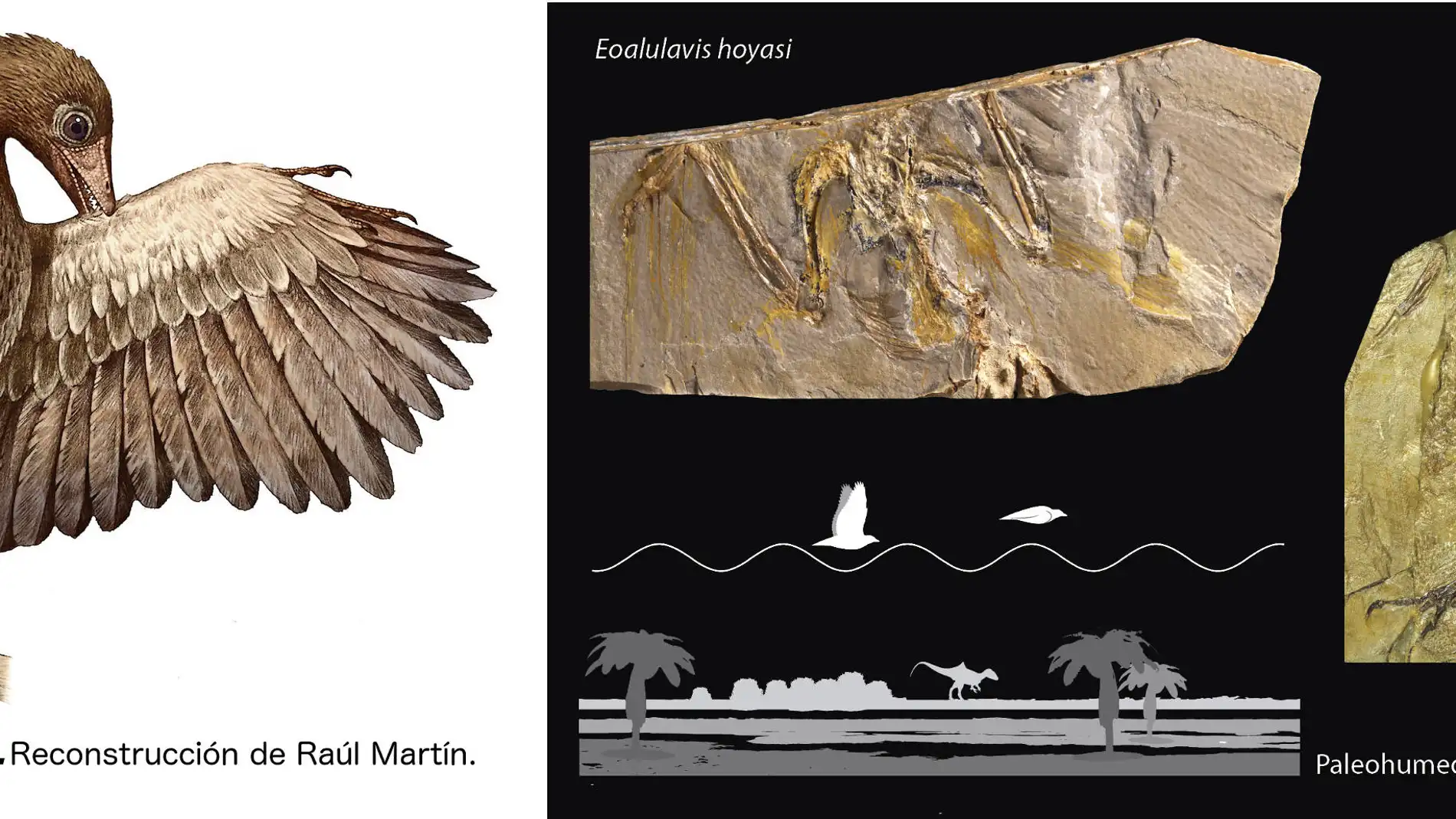 Dibujo que reconstruye el aspecto en vida del ave Concornis lacustris, realizada por Raúl Martín. Fotografías de los fósiles de Concornis lacustris y Eoalulavis hoyasi y dibujo de la trayectoria de vuelo "a saltos" en el paleohumedal de Las Hoyas. | UMA-UAM