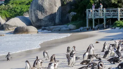 Boulders Beach Propuestas para disfrutar de Sudáfrica en familia
