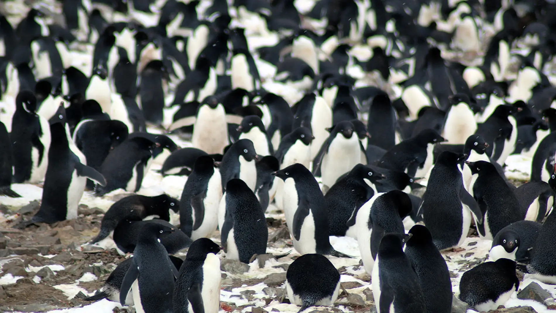 Una supercolonia de pingueinos Adelia aparece en la Antartida