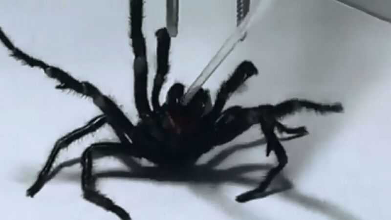 Hallan el ejemplar más grande de la araña más venenosa del mundo