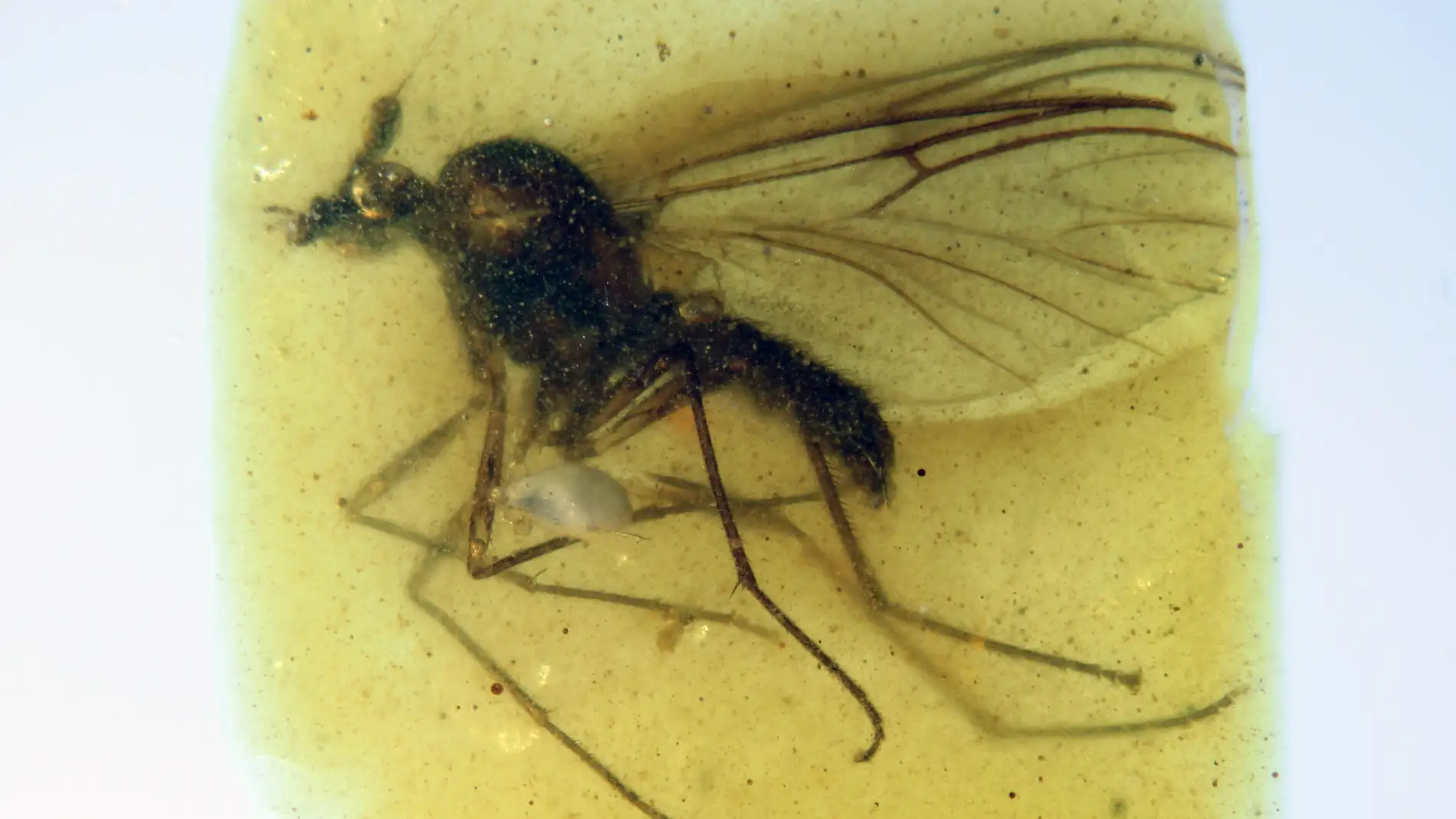 Descubierta una nueva especie de mosca en el ambar de Teruel