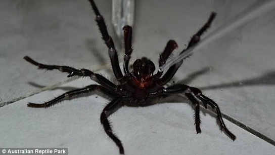 Colossus, la araña más venenosa del mundo Colossus, la araña más venenosa del mundo