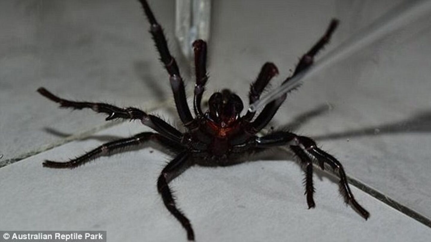 Colossus, la ara&ntilde;a m&aacute;s venenosa del mundo 