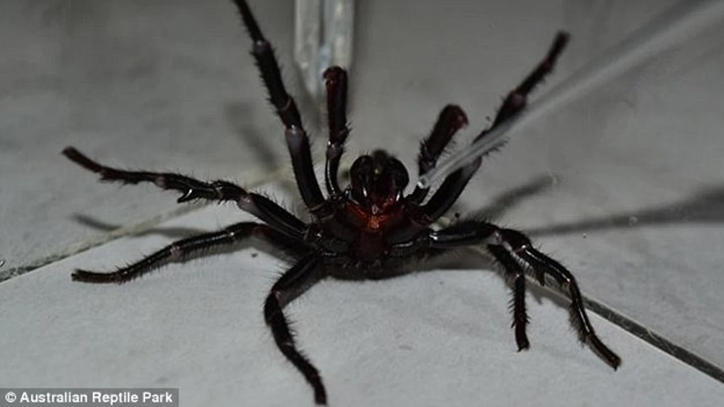 Colossus, la araña más venenosa del mundo Colossus, la araña más venenosa del mundo