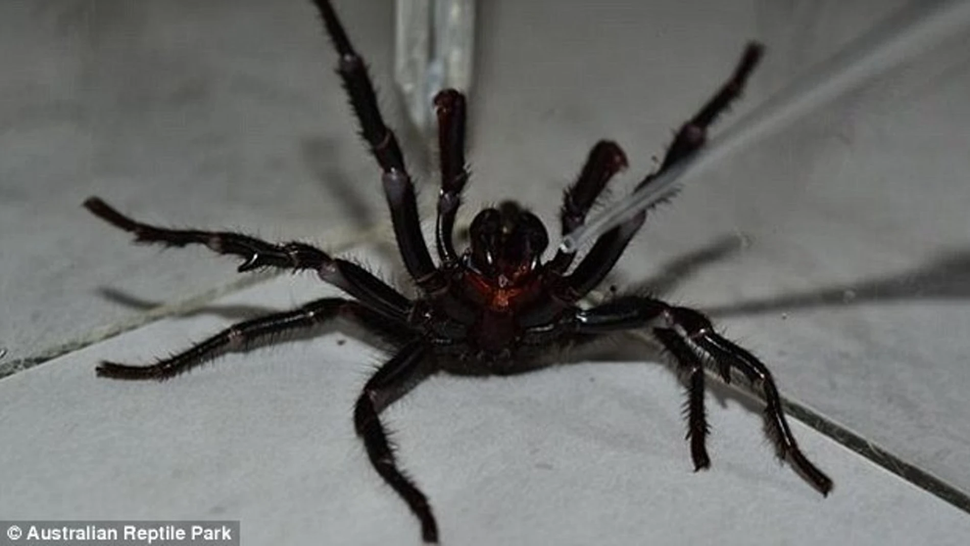 Colossus, la araña más venenosa del mundo 