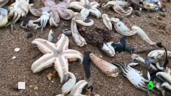 ESTRELLAS ESTRELLAS