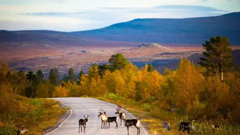 Alces salvajes Planes de los que todavía puedes disfrutar este invierno en Finlandia