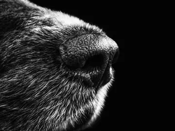 Nariz de perro Nariz de perro