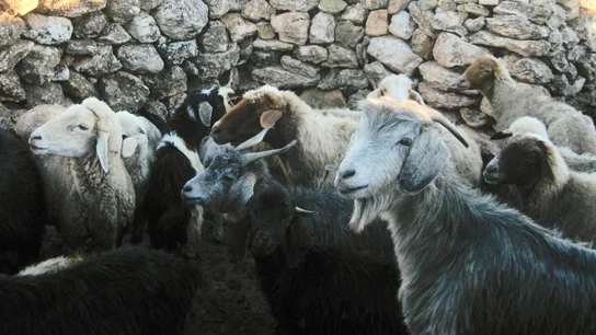 Cabras y ovejas compartieron caminos geneticos hacia la domesticacion Cabras y ovejas compartieron caminos geneticos hacia la domesticacion