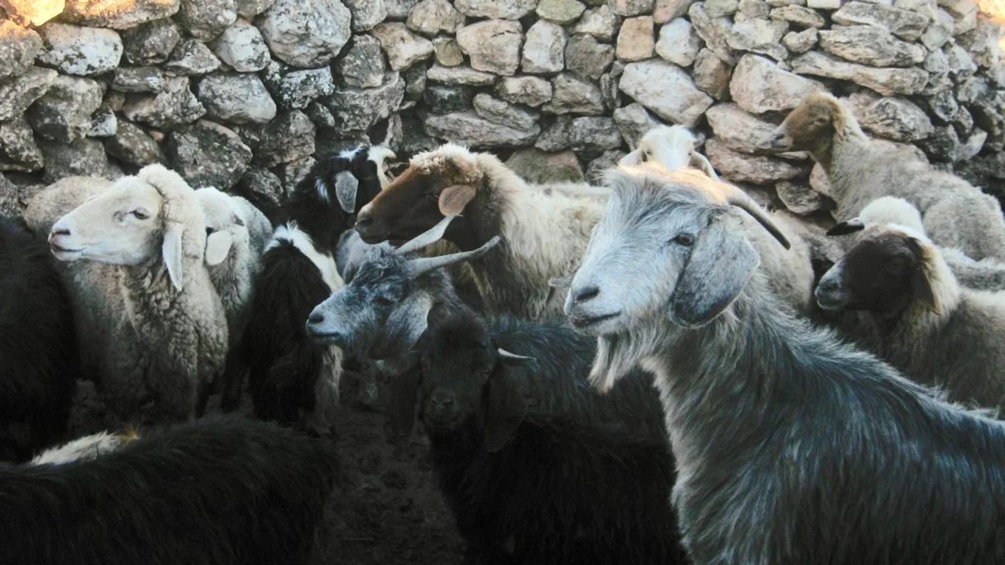 Cabras y ovejas compartieron caminos geneticos hacia la domesticacion Cabras y ovejas compartieron caminos geneticos hacia la domesticacion