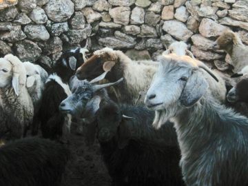 Cabras y ovejas compartieron caminos geneticos hacia la domesticacion Cabras y ovejas compartieron caminos geneticos hacia la domesticacion