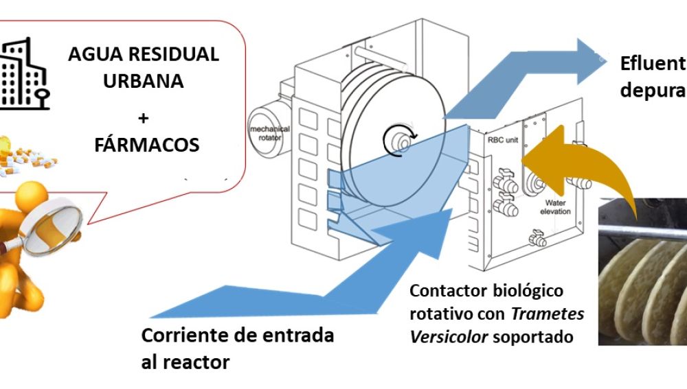 Resultado de imagen para Los hongos eliminan los fármacos de las aguas urbanas