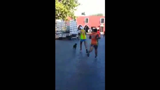 Brutal agresión a un perro en la maratón de Valladolid Brutal agresión a un perro en la maratón de Valladolid