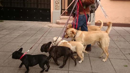 Paseo de perros Paseo de perros
