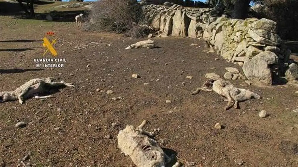 Cadáveres de ovejas en la finca investigada