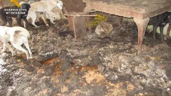 Animales hacinados en condiciones insalubres Animales hacinados en condiciones insalubres