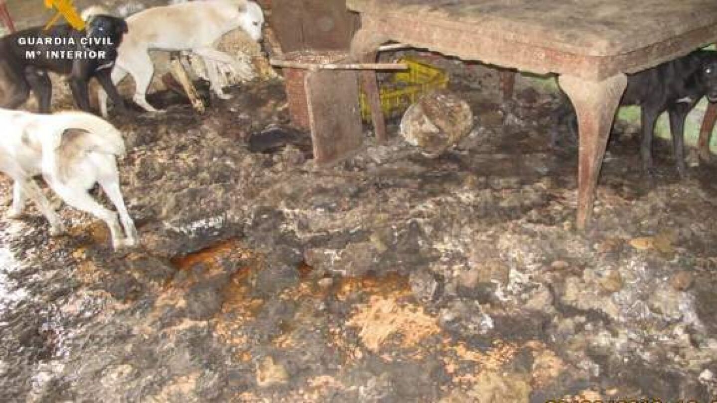 Animales hacinados en condiciones insalubres