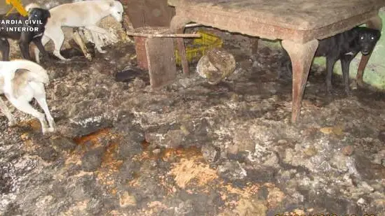 Animales hacinados en condiciones insalubres Animales hacinados en condiciones insalubres