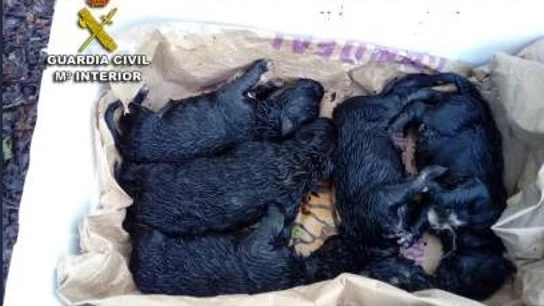 Los cachorros de perro recién nacidos Los cachorros de perro recién nacidos