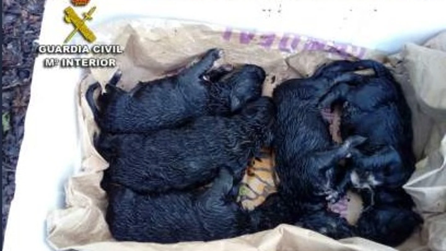 Los cachorros de perro recién nacidos Los cachorros de perro recién nacidos