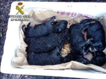 Los cachorros de perro recién nacidos Los cachorros de perro recién nacidos