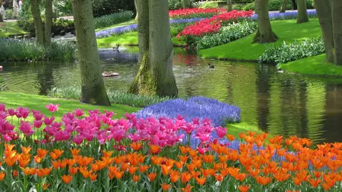 Jardines Keukenhof Jardines Keukenhof