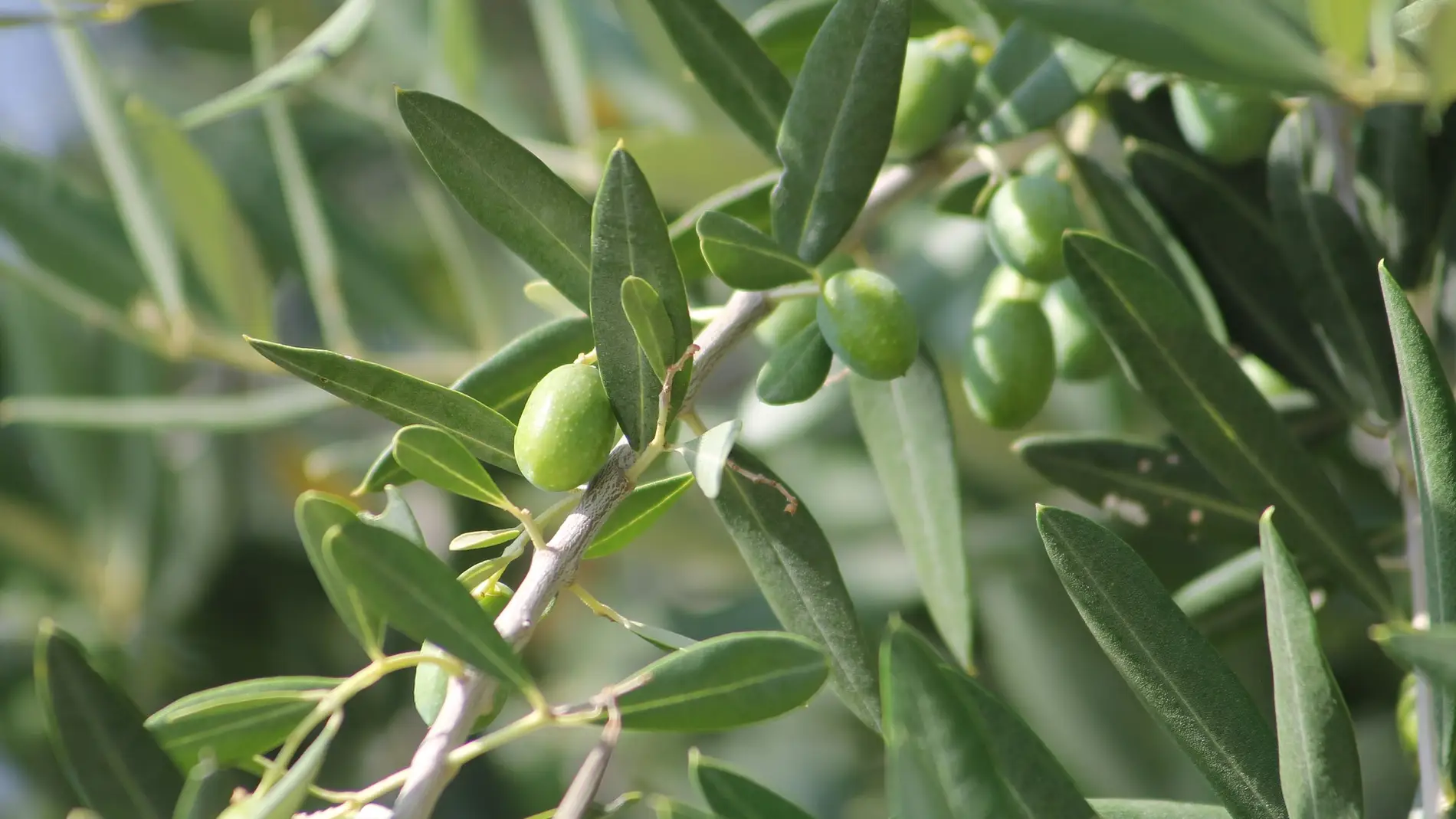 Aceitunas