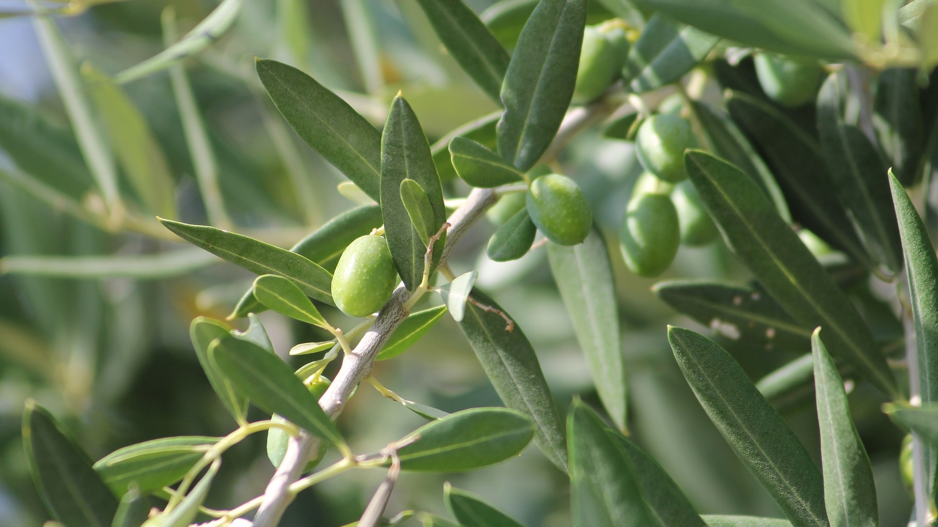 Imagen de aceitunas. Fuente pixabay.