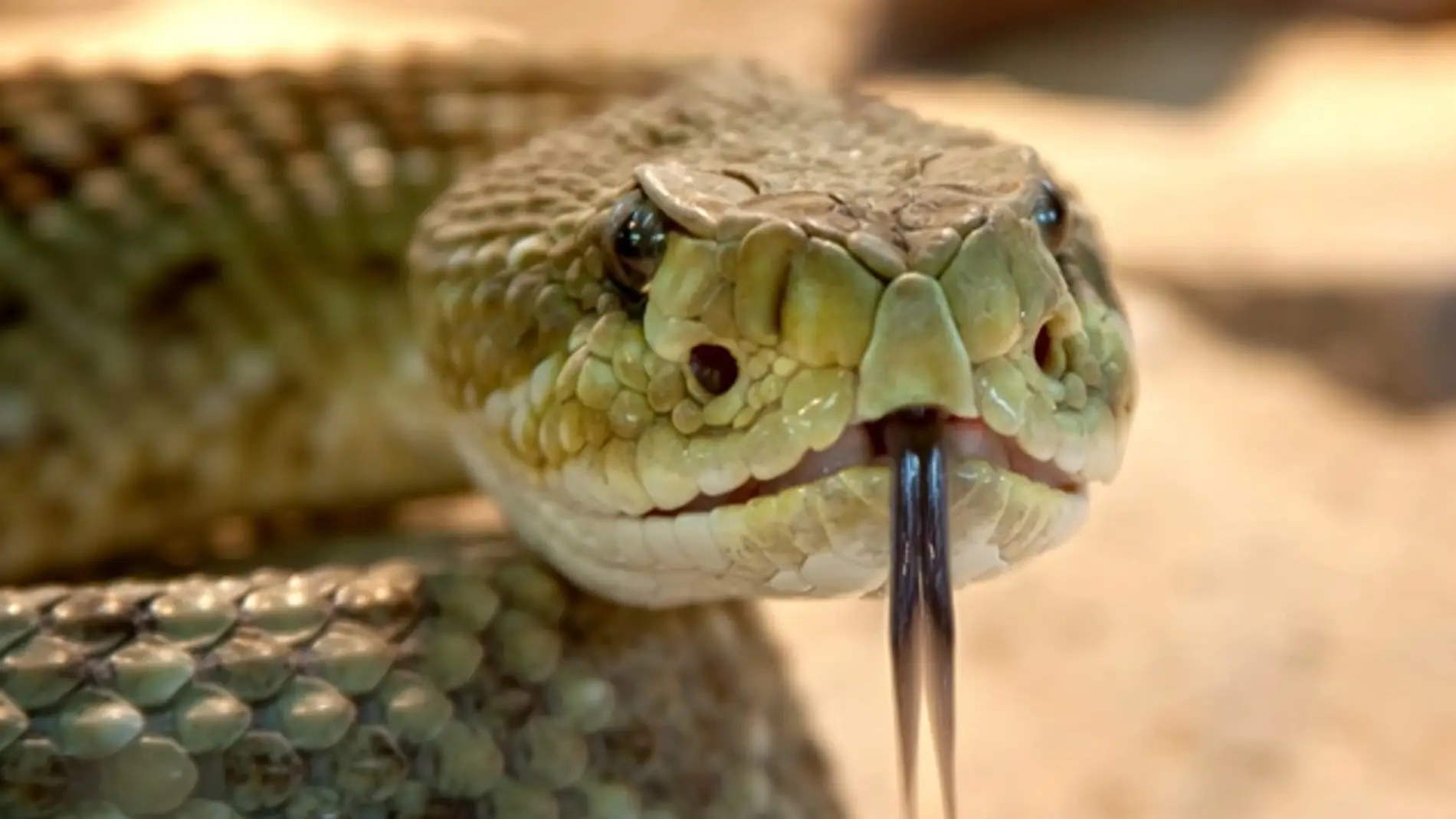 Un peptido del veneno de serpiente de cascabel muerde a las superbacterias