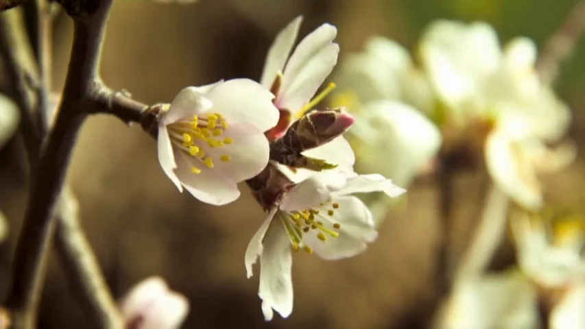 Floración en primavera