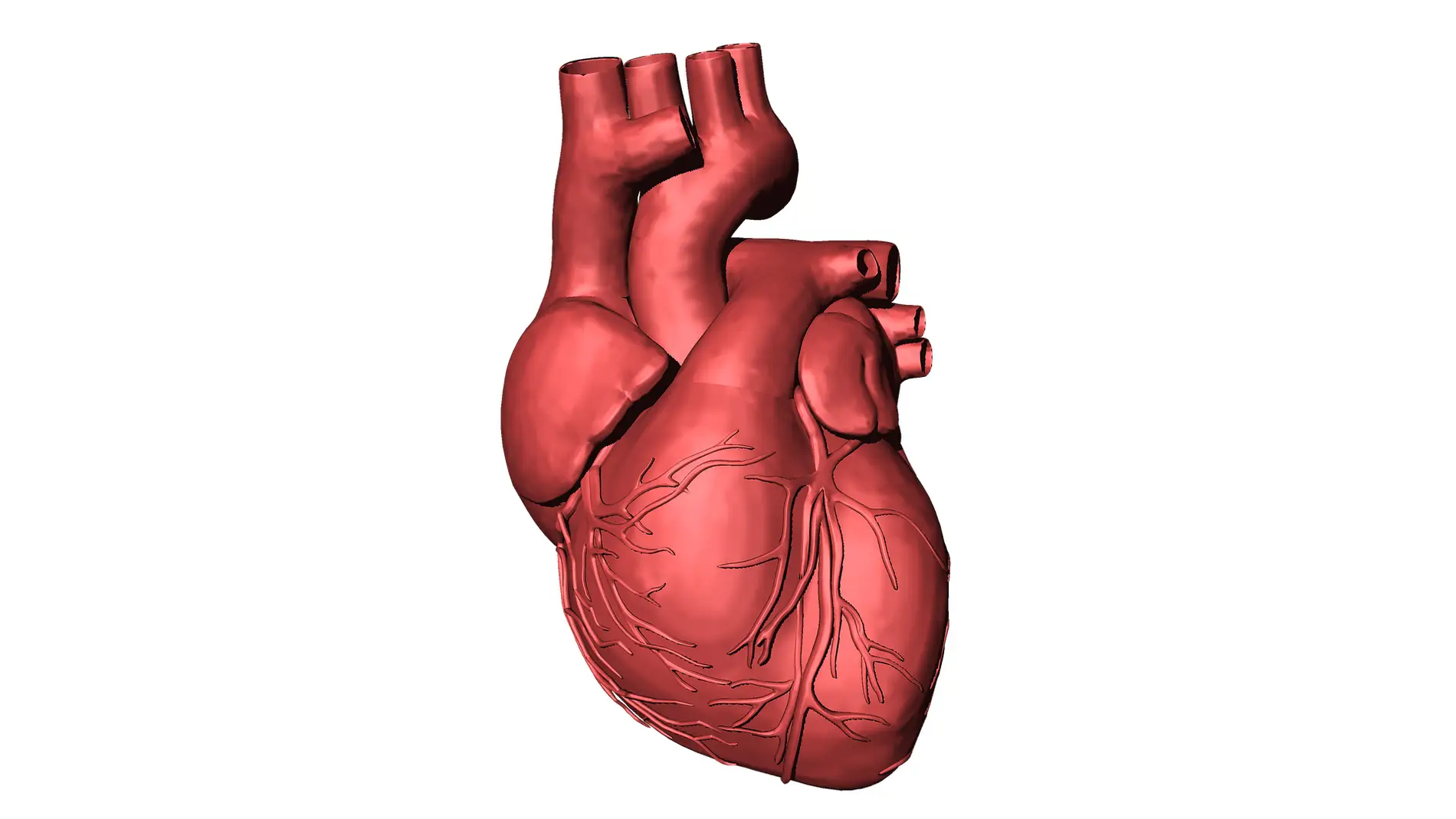 Identifican factores clave responsables de malformaciones congenitas cardiacas