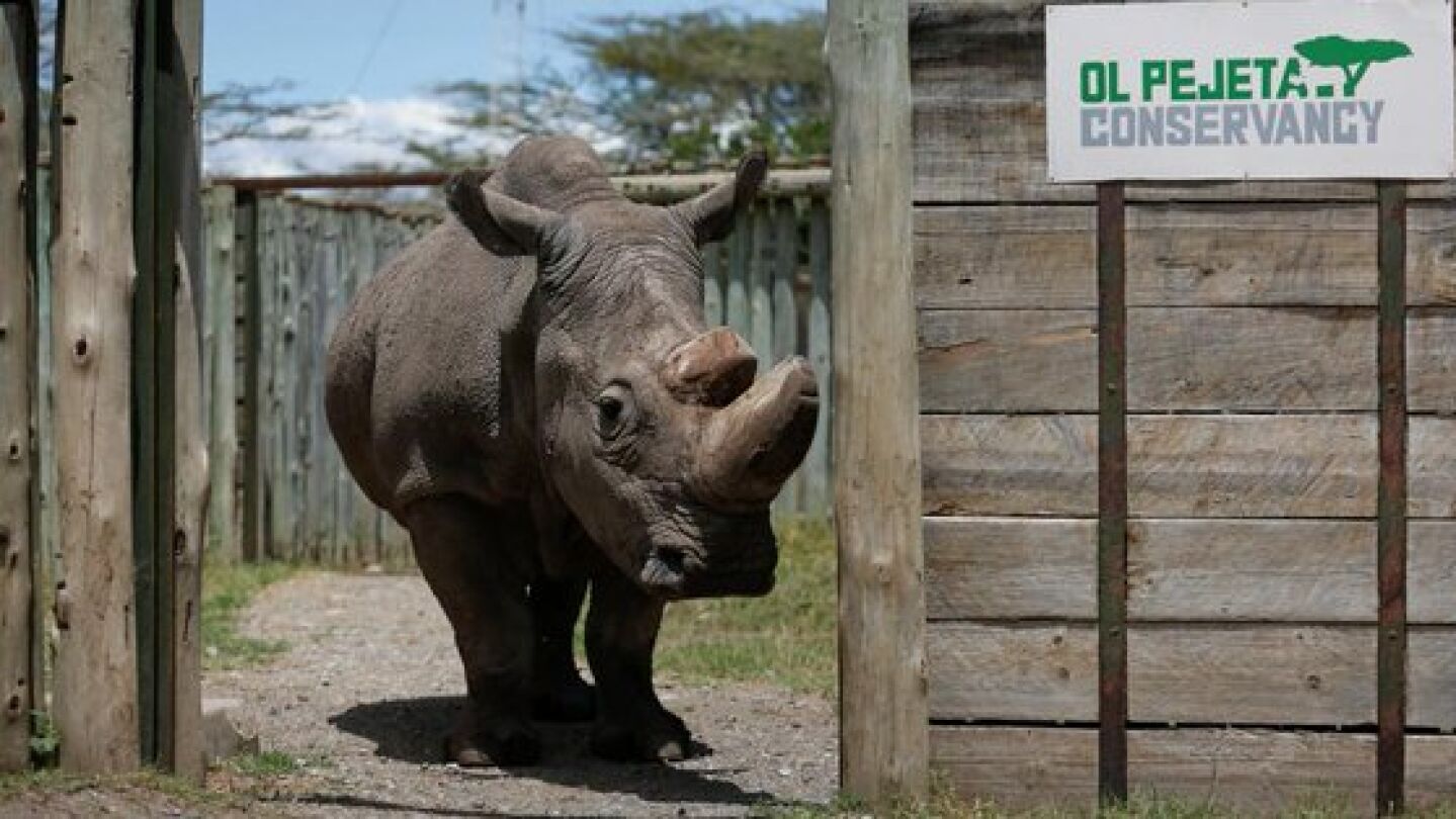 El &uacute;ltimo rinoceronte blanco del norte macho que quedaba en el mundo