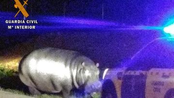 Hipopótamo en las inmediaciones de La Garrovilla, Badajoz