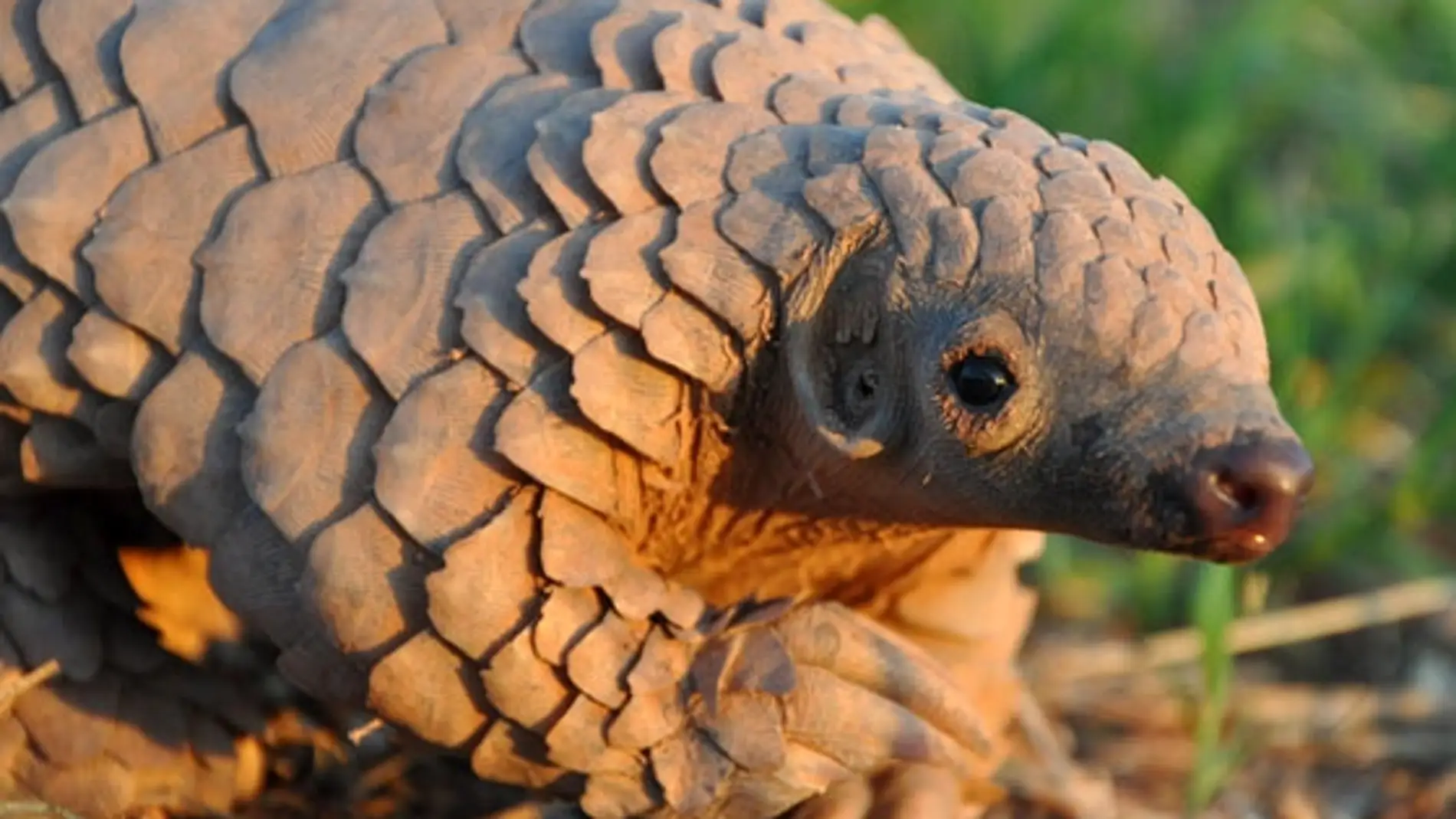 Identificado el primer fosil de pangolin en la peninsula iberica