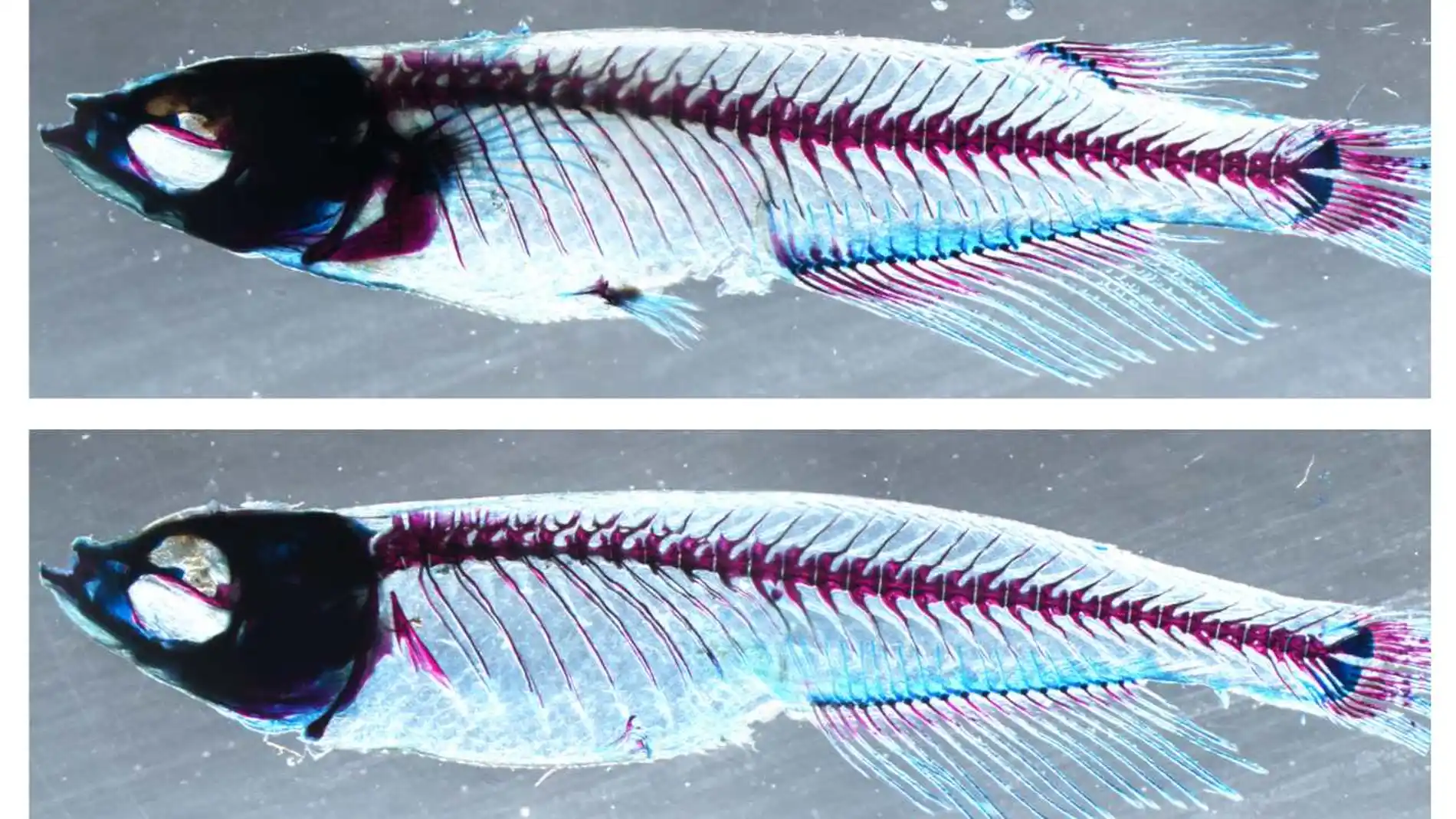 La aleta dorsal de los peces origino las extremidades de los vertebrados