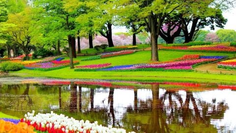 Lisse