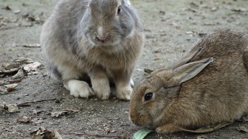 Conejos