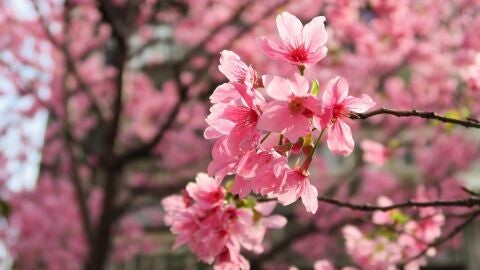 Cerezos en flor