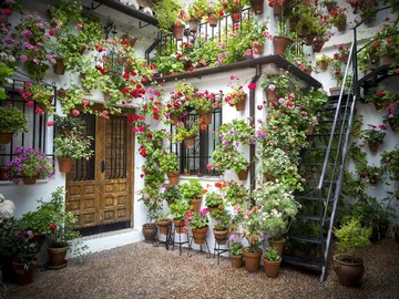 Patio cordobés Patio cordobés