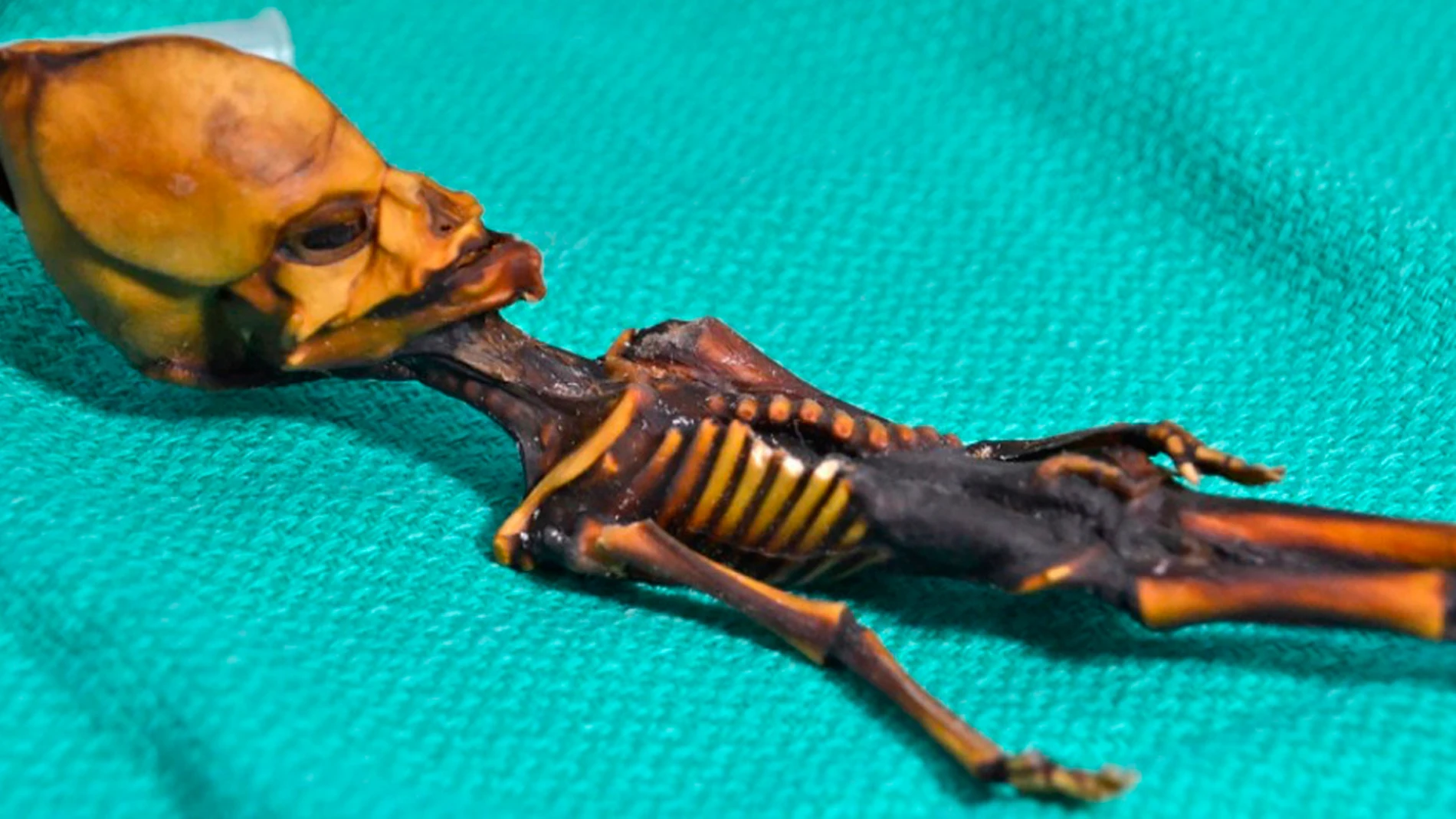 Esqueleto de Atacama