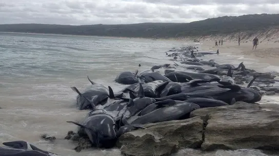 Decenas de ballenas varadas en la bahía de Hamelin Decenas de ballenas varadas en la bahía de Hamelin