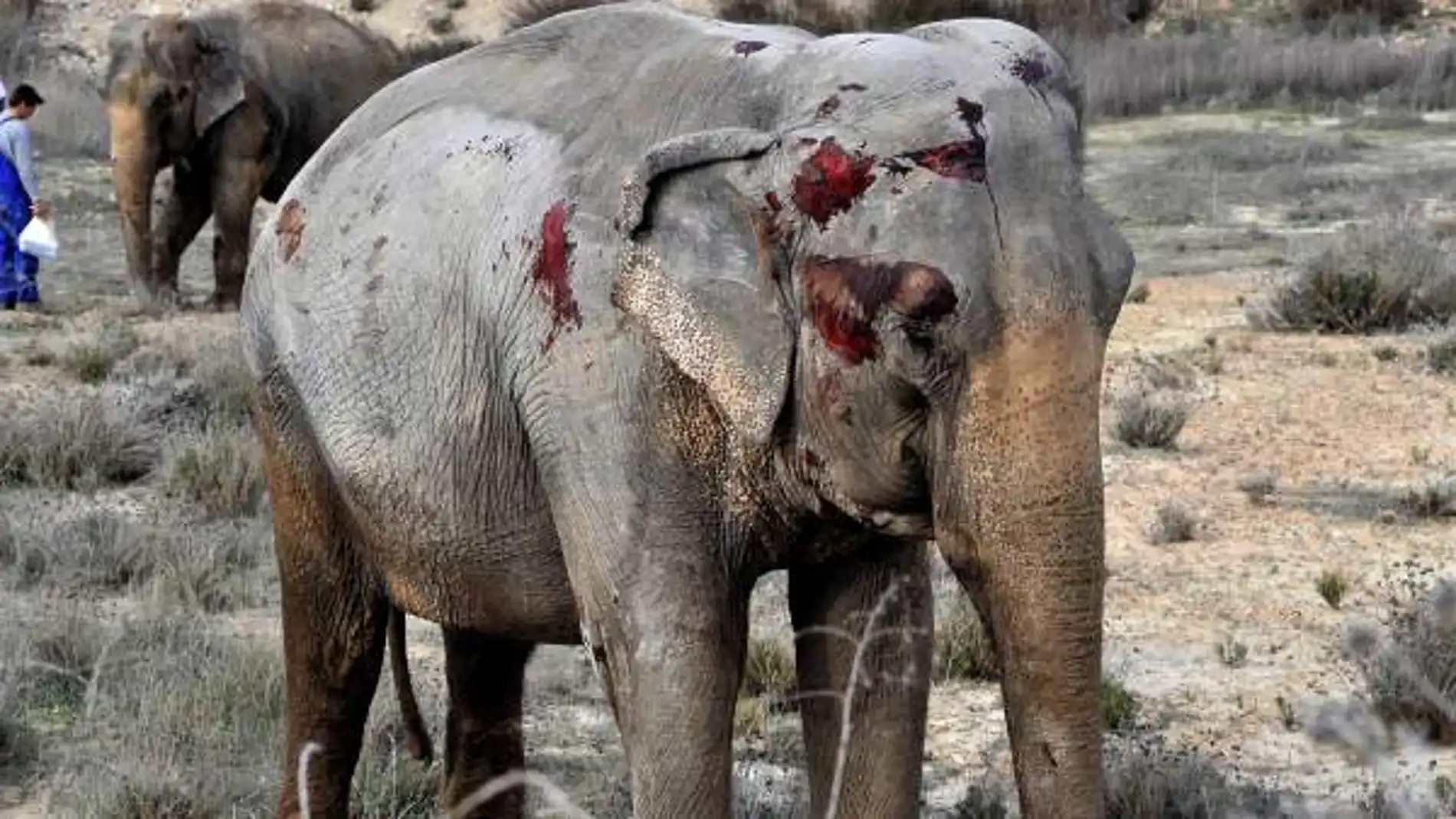 Ha muerto un elefante