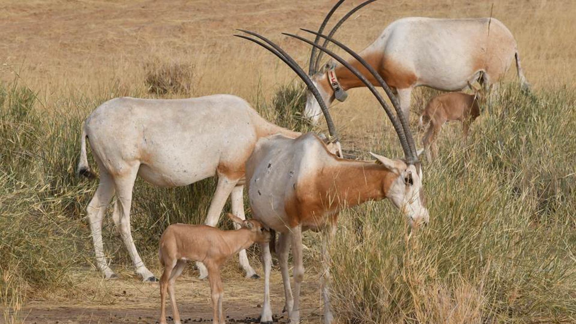 Las guerras del Sahara y el Sahel amenazan a la fauna de la region